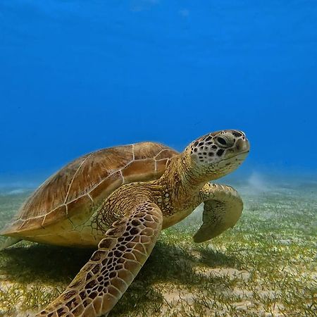 Suvaasa Inn Omadhoo Dış mekan fotoğraf