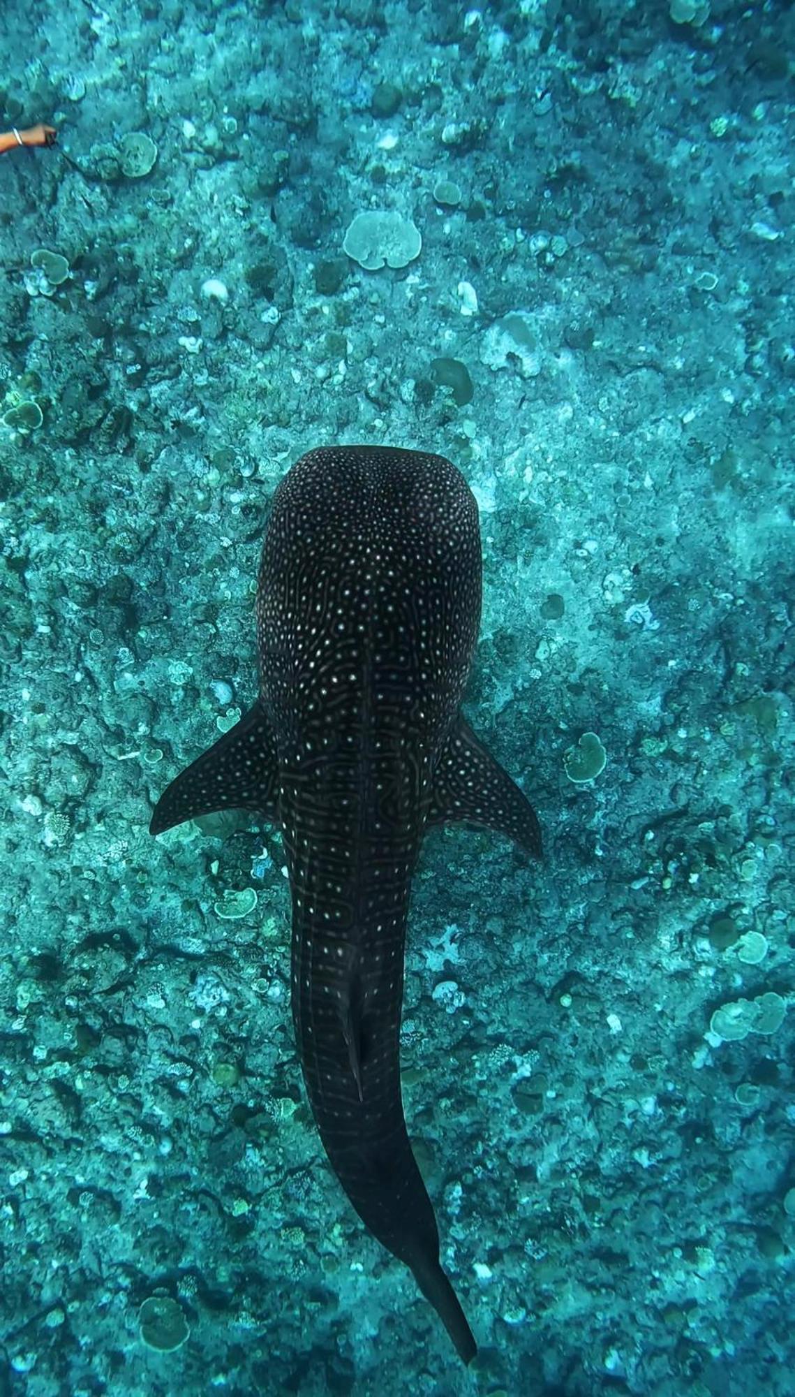 Suvaasa Inn Omadhoo Dış mekan fotoğraf